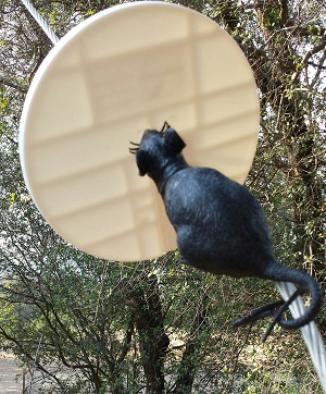Rat shield guards to keep rats of your home utility lines